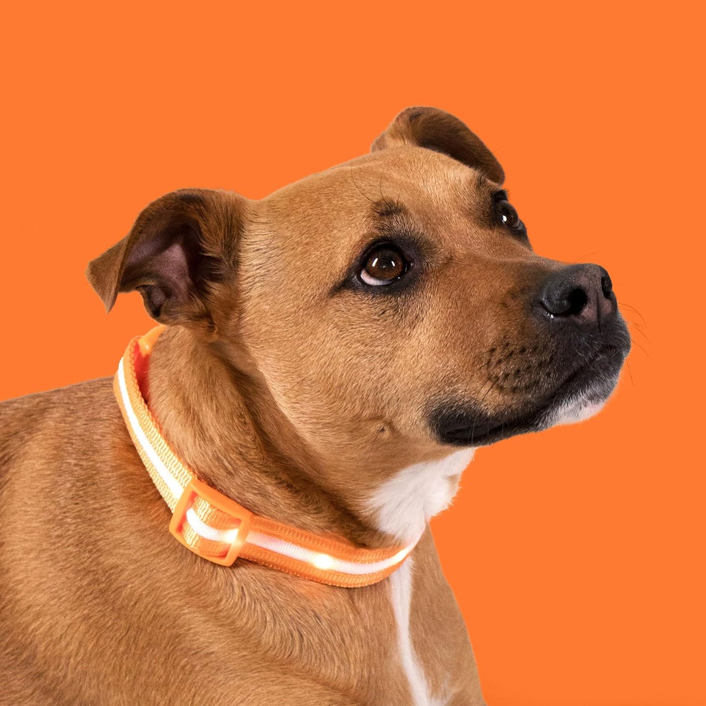 Light up Dog Collar - the Original LED Dog Collar - USB Rechargeable - Waterproof - 1,000 Feet of Visibility - Dog Collar Light for Small, Medium, Large Dogs - US Brand